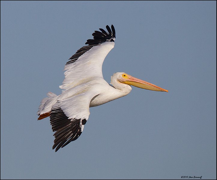 _5SB5460 american white pelican.jpg